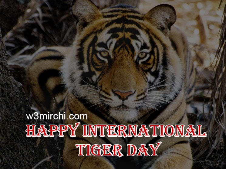 Happy International Tiger Day.